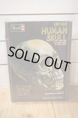 画像: LIFE-SIZE HUMAN SKULL